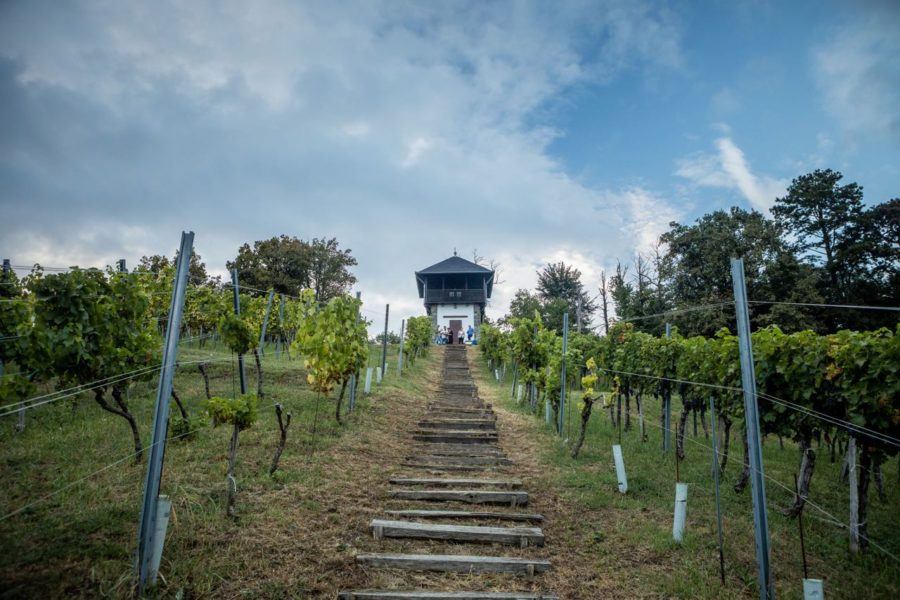 Visit Slavonia Kutjevo Vineyard