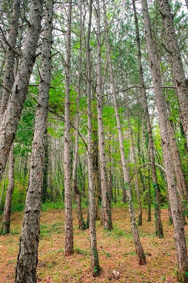 Things To Do In Motovun - Miro Tartufi