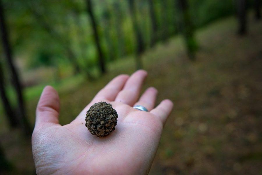 Things To Do In Motovun - Miro Tartufi