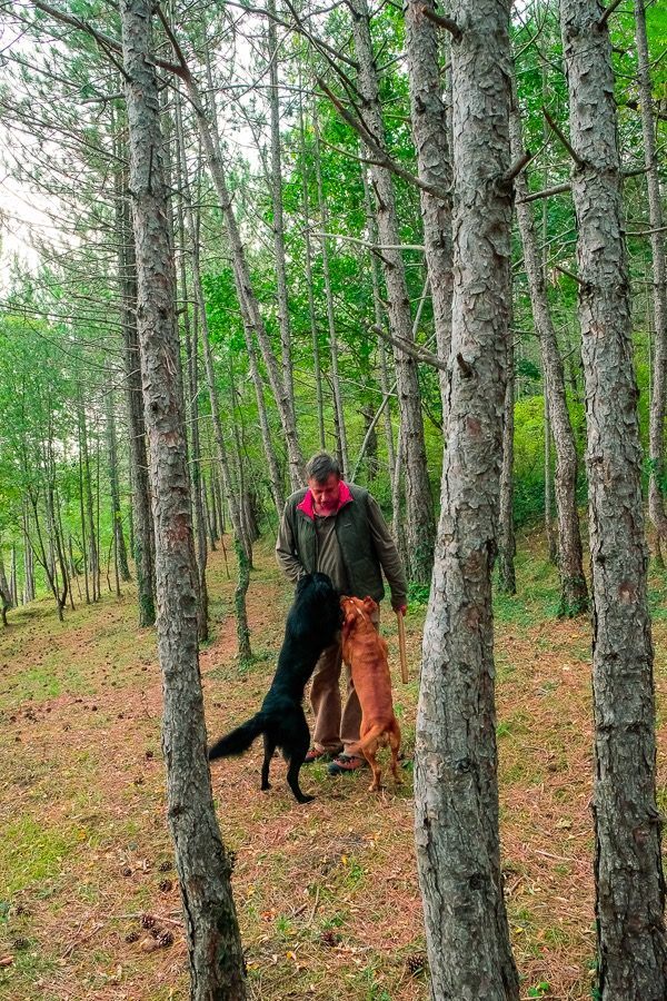 Things To Do In Motovun - Miro Tartufi