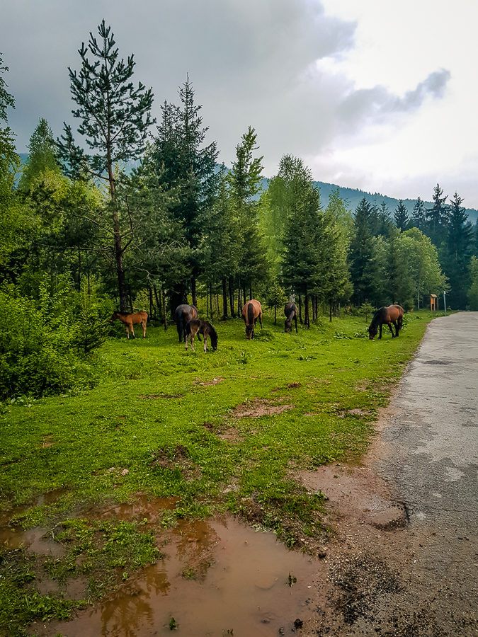 Things To Do In Sarajevo BiH Horses