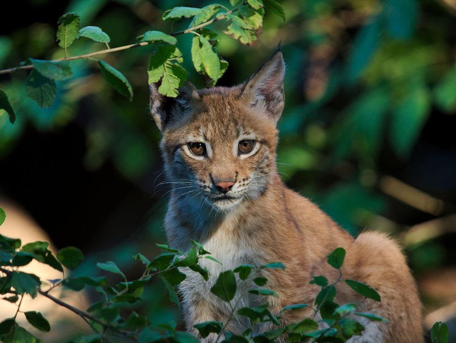 Shebenik-Jabblanicë-National-Park_Eurasian_lynx_Lynx_lynx