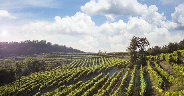 Croatian Wine Regions - Benvenuti winery
