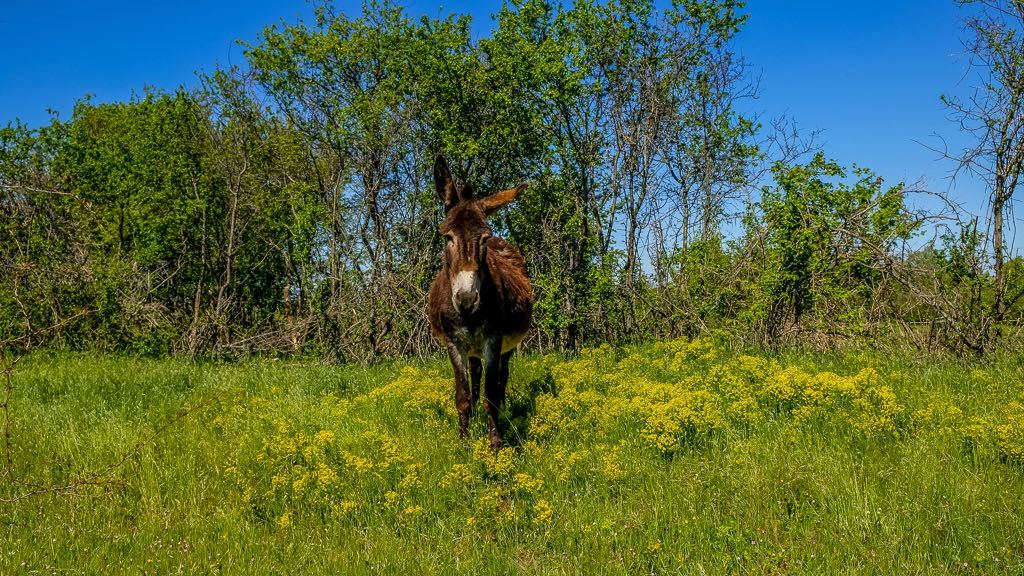 Colours Of Istria Trip Donkey (1)