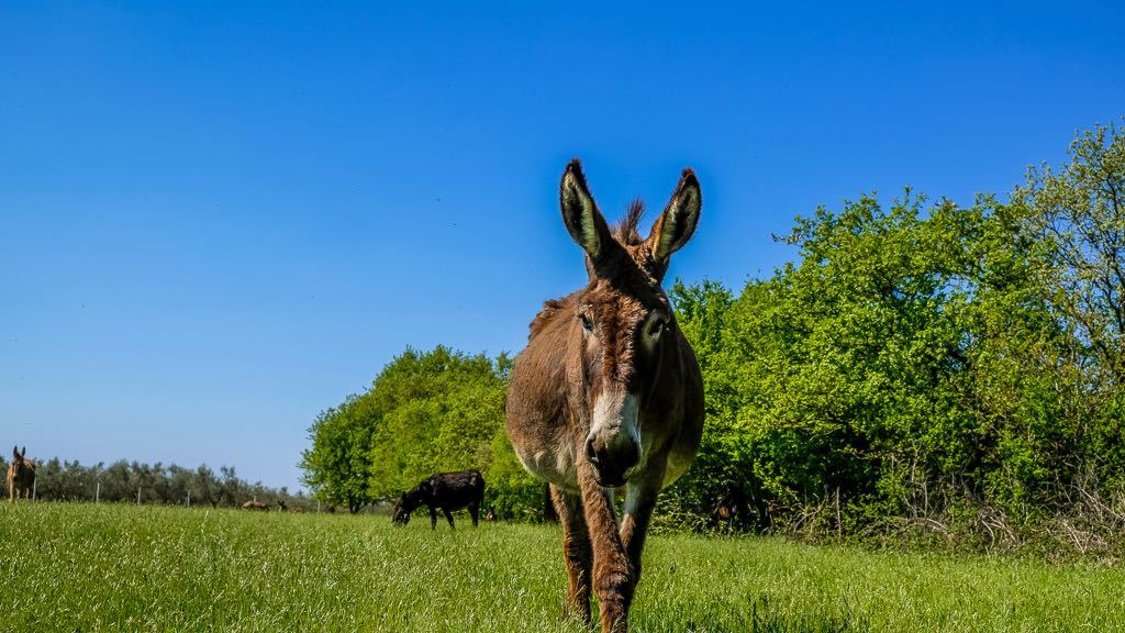 Colours Of Istria Trip Donkey 2 (1)