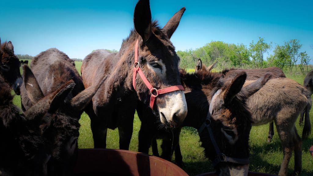 Colours Of Istria Trip Donkey 6 (1)