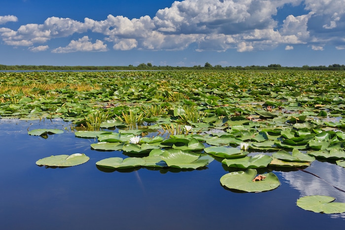 Danube Delta, Romania
