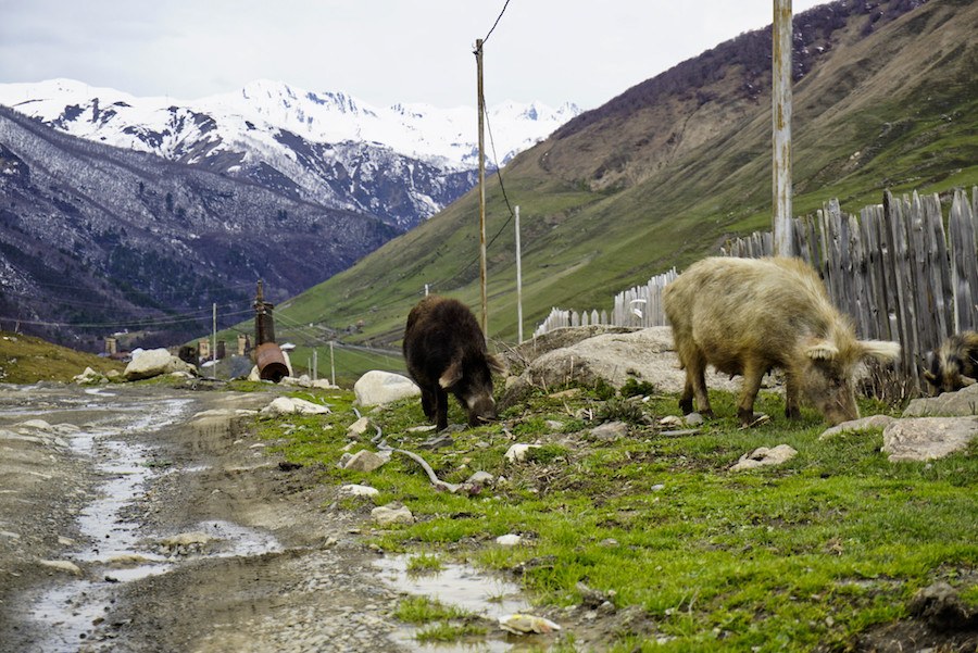 Svaneti Region Georgia _A road in Svaneti, Georgia