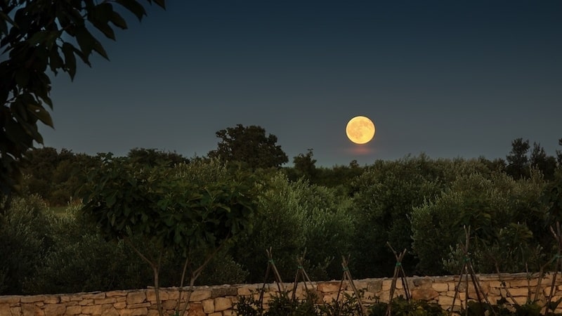 BRIST_OLIVE OIL_Moon Rise
