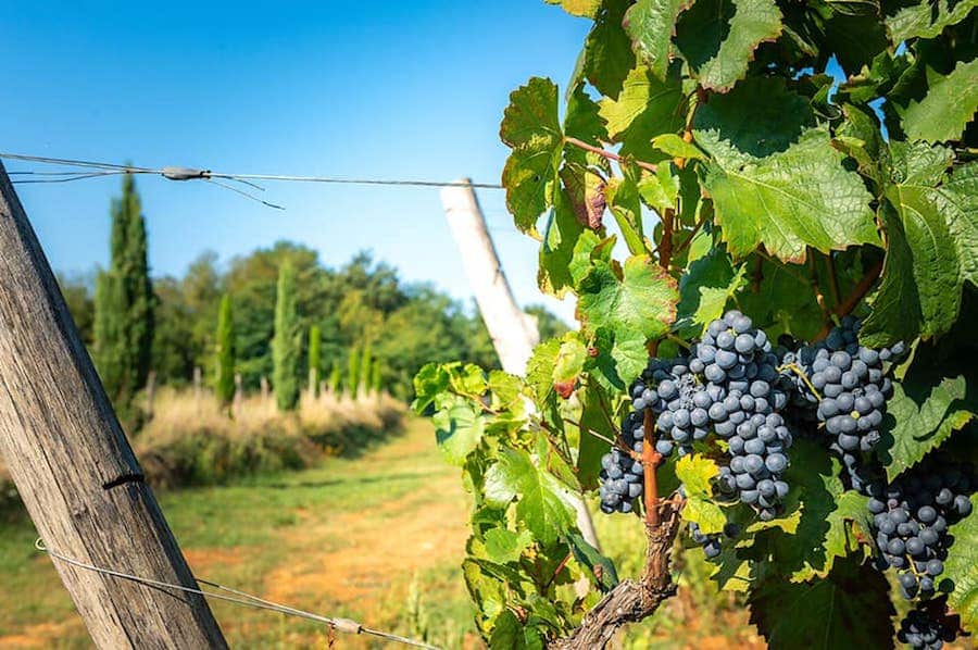 Croatia Travel Blog_Things To Do In Porec_Damjanić Winery