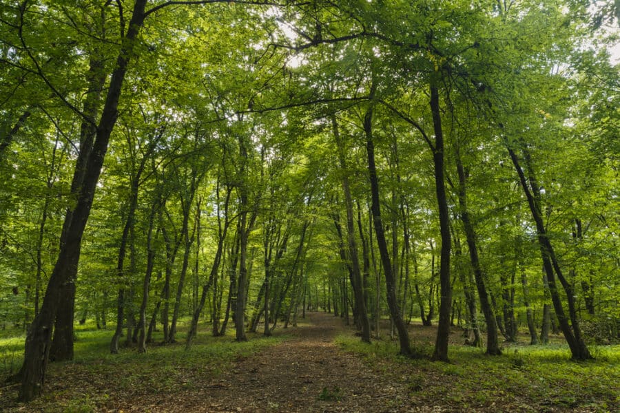 Things to do in Cluj_Mysterious forest, Hoia-Baciu, Romania Near Cluj