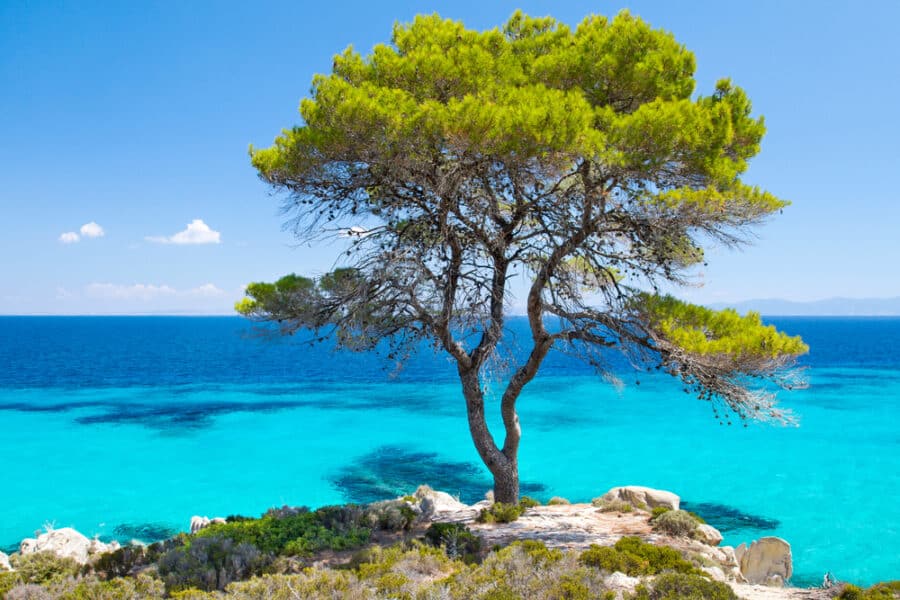 Aerial image of Mount Athos Greece - Pine forest tree by the sea in Halkidiki, Greece