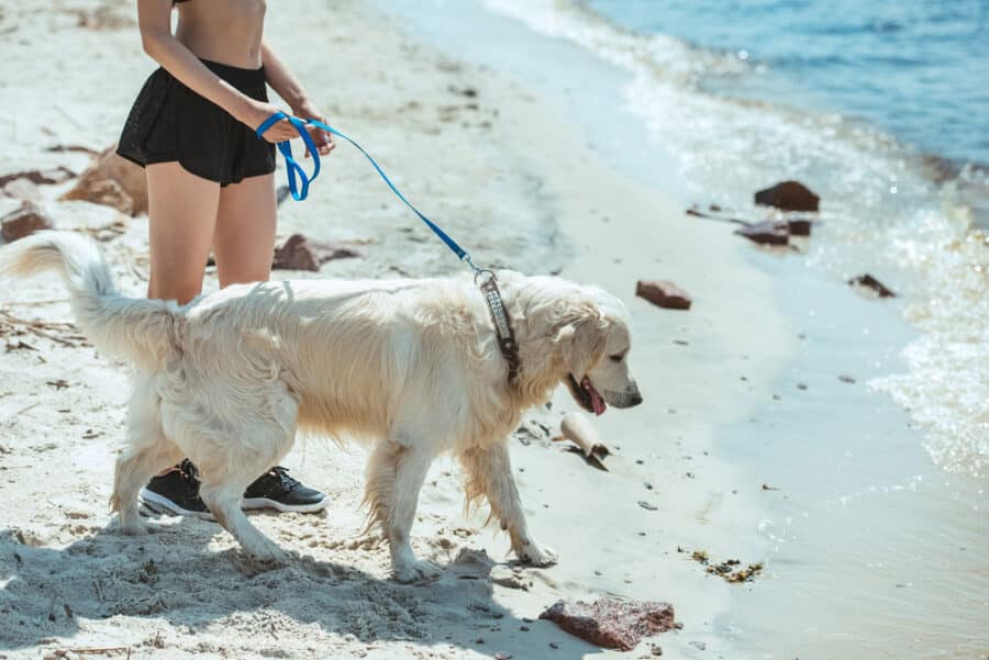 Traveling To Croatia With A Dog - What You Need To Know