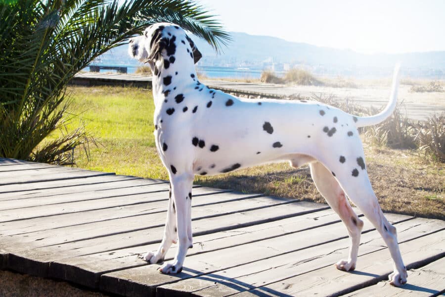 Dalmatian dog on the beach promenade