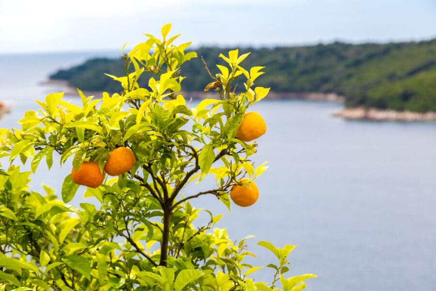 Neretva River mandarines - Hidden Gems Croatia