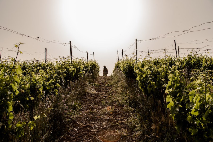 Greece Travel Blog_Wines In Greece_Manousakis Winery