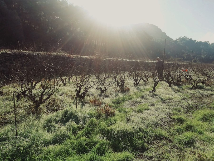Greece Travel Blog_Wines In Greece_Nopera Winery