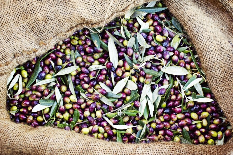 Olive picking