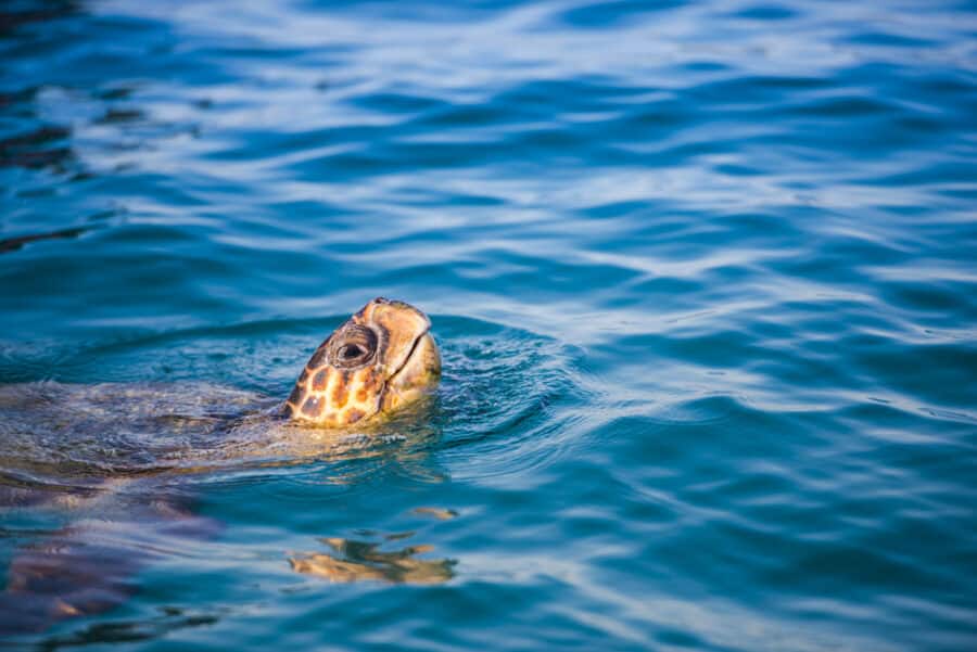 Turtle in the sea - Zakynthos island