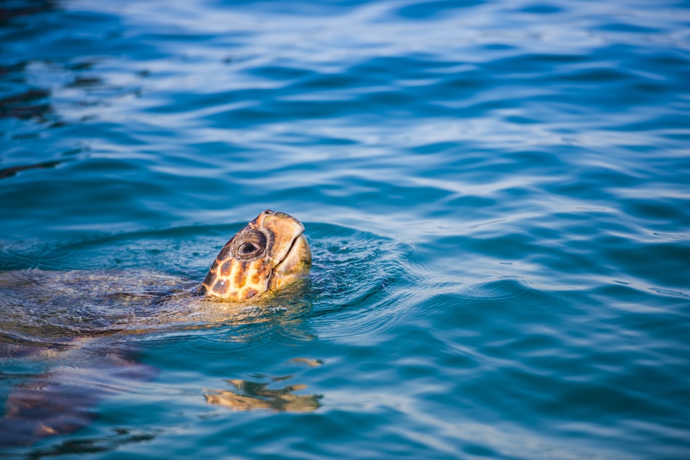 Turtle in the sea , Zakynthos island