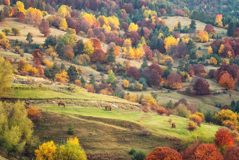 Hiking Bulgaria - Amazing autumn view with horses on a meadow in the Rhodope Mountains, Bulgaria