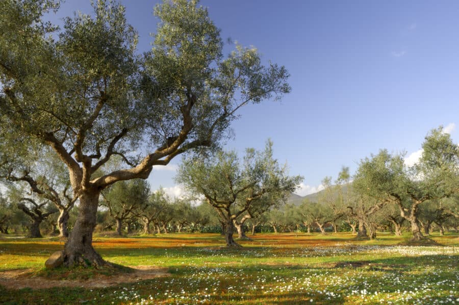 Olive tree field in Kalamata, Greece