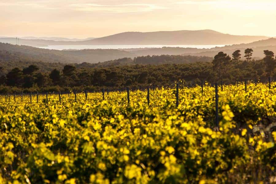 Croatia Travel Blog_Wine Regions, Wineries and Wines In Croatia_Testament Winery