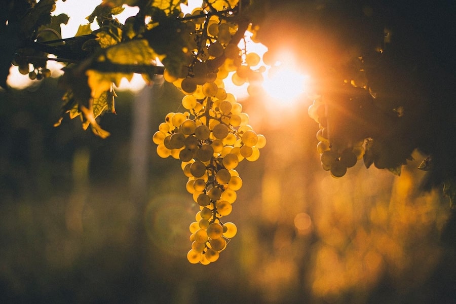 Croatia Travel Blog_Wines and Wine Regions In Croatia_Vostinic Klasnic Winery