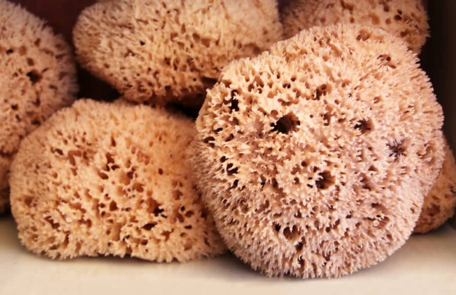 Sea sponges - Symi Island Greece