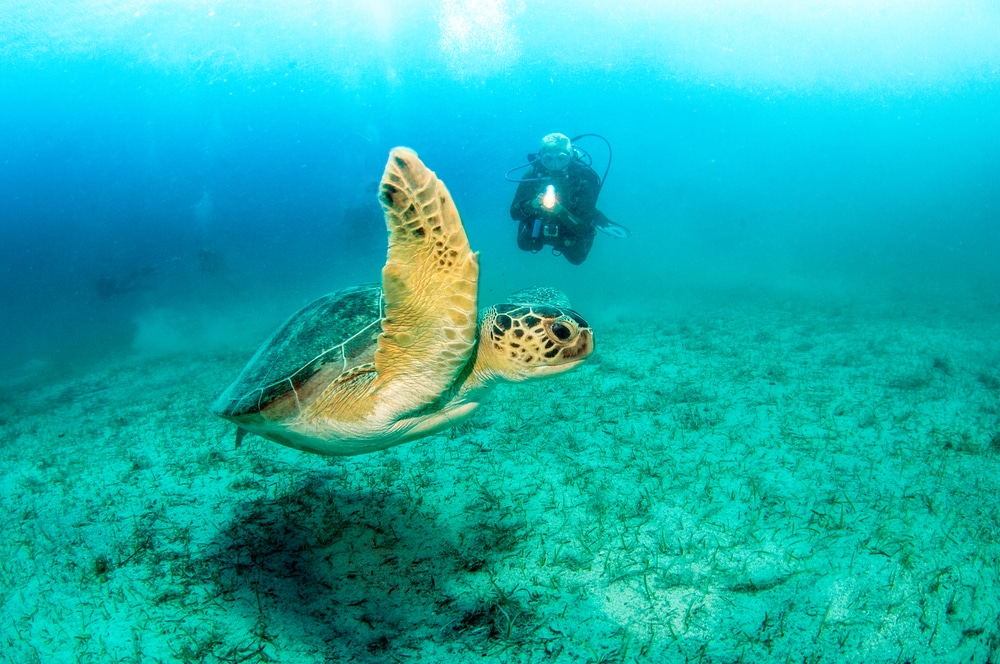 Scuba diving Turkey - Sea Turtle