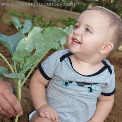vladimir cabbage gardening summer autumn