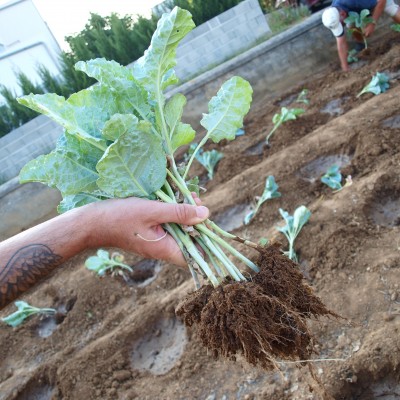 cabbages summer green gardening