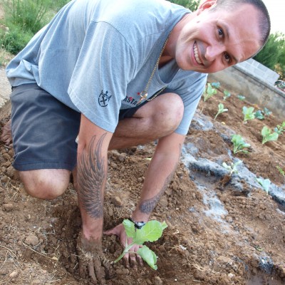 cabbages summer green gardening