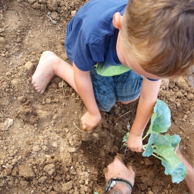 cabbages summer green gardening