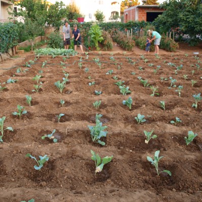 cabbages summer green gardening